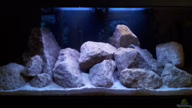 Aquarium Steffen`s Mbunas von Steffen Klein (4)