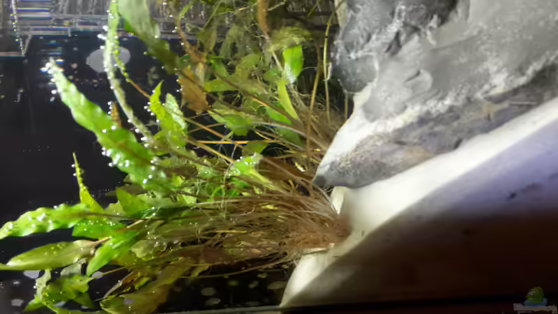 Aquarium Steinige Aussicht von xchicagox (3)