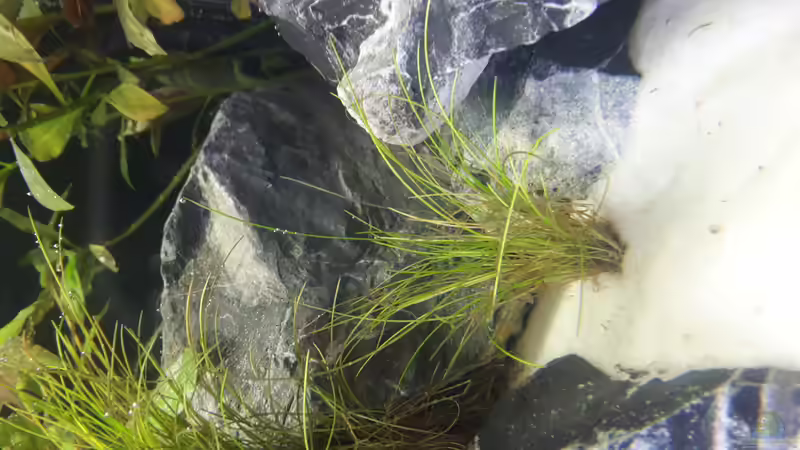 Aquarium Steinige Aussicht von xchicagox (4)