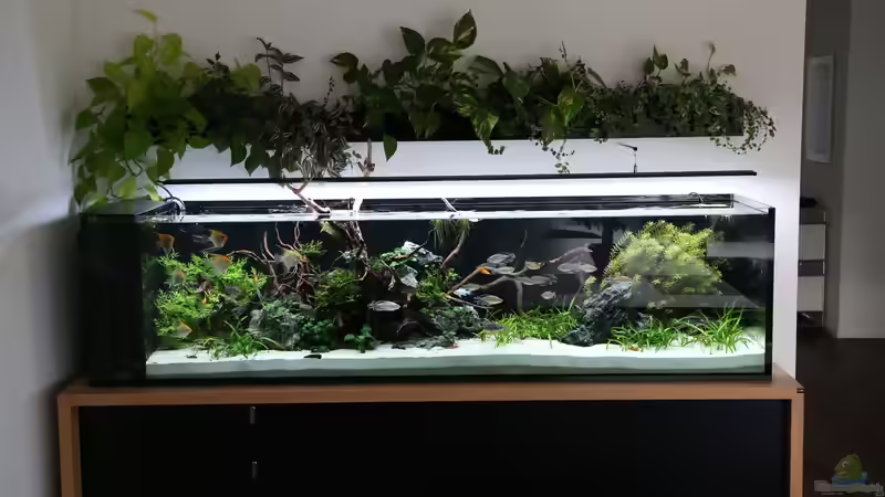 Aquarium Steinwurzel von Michinet (2)