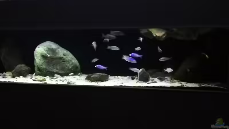 Aquarium Stevens MalawiTank von Steven G (2)