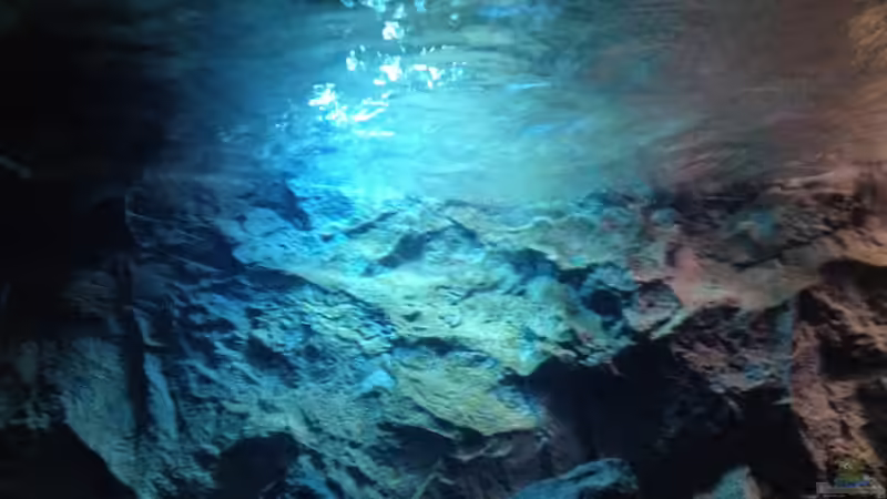 Aquarium stone bay area (closed due!!!) von der Steirer (13)