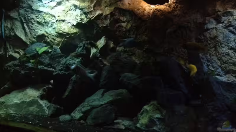 Aquarium stone bay area (closed due!!!) von der Steirer (34)