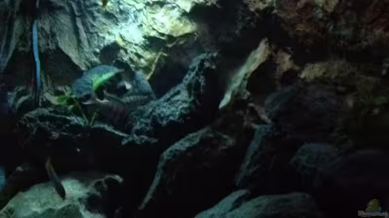 Aquarium stone bay area (closed due!!!) von der Steirer (35)