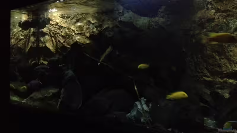 Aquarium stone bay area (closed due!!!) von der Steirer (46)