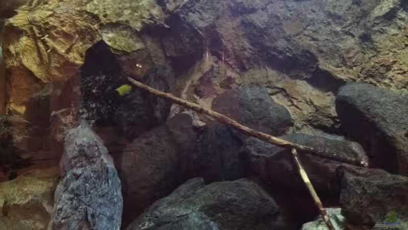 Aquarium stone bay area (closed due!!!) von der Steirer (47)