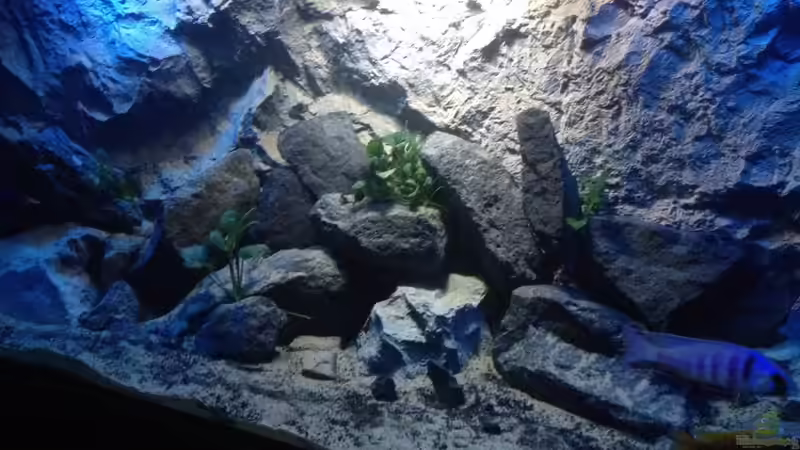 Aquarium stone bay area (closed due!!!) von der Steirer (9)