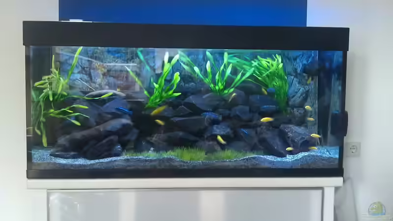 Aquarium Stone edge von lohmi_5 (2)