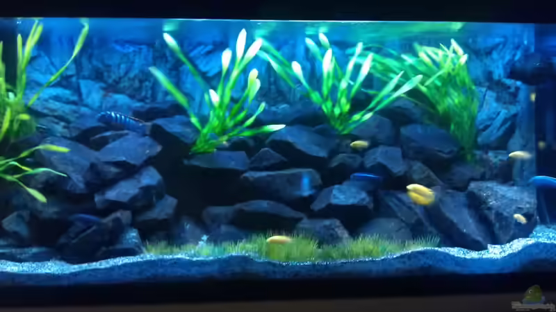 Aquarium Stone edge von lohmi_5 (3)