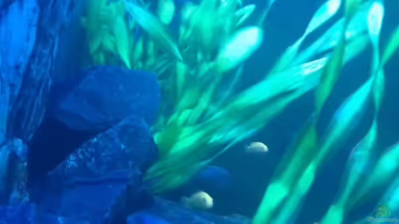 Aquarium Stone edge von lohmi_5 (5)