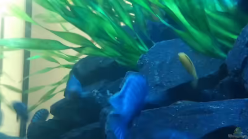 Aquarium Stone edge von lohmi_5 (7)