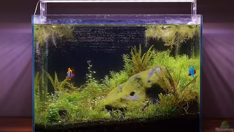 Aquarium Stoned von Junglist (6)