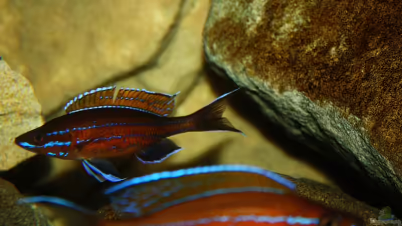 Aquarium Stones and Shells von Julien Preuß (6)