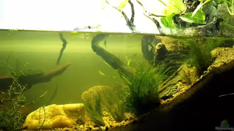 Aquarium Stream Banks In West Africa von Falk (9)