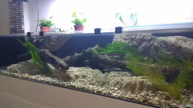 Aquarium Strömungsbecken von pacho (2)
