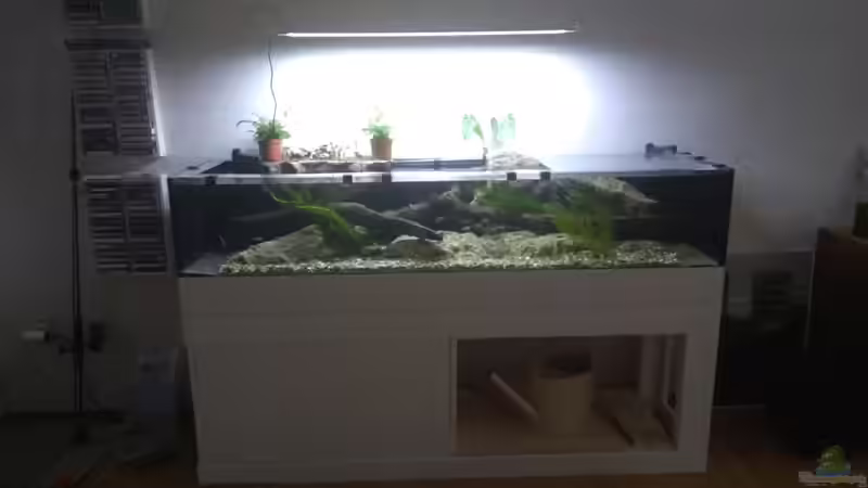 Aquarium Strömungsbecken von pacho (3)