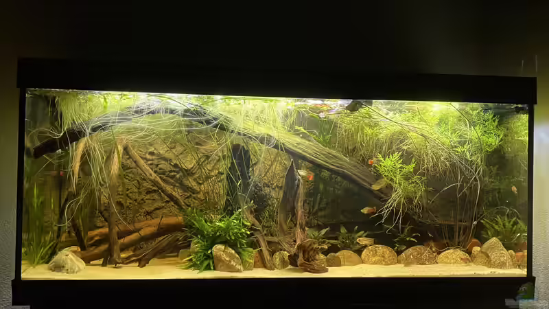 Aquarium Süd-/Mittelamerika Platy Aquarium von Oswald Salazar (12)