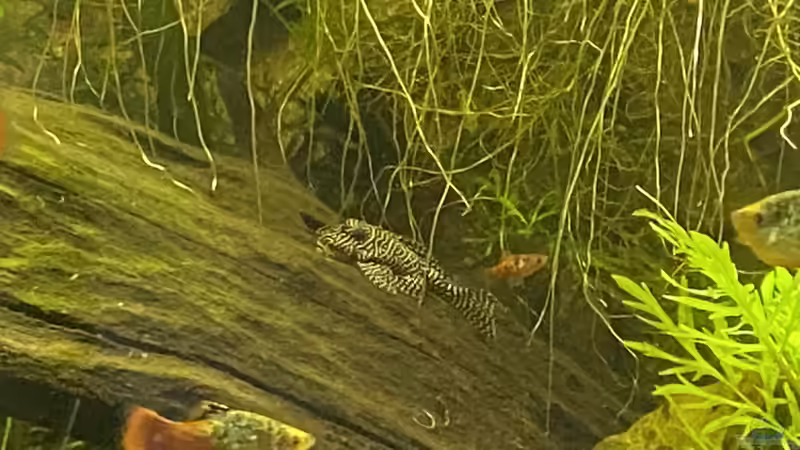 Aquarium Süd-/Mittelamerika Platy Aquarium von Oswald Salazar (13)