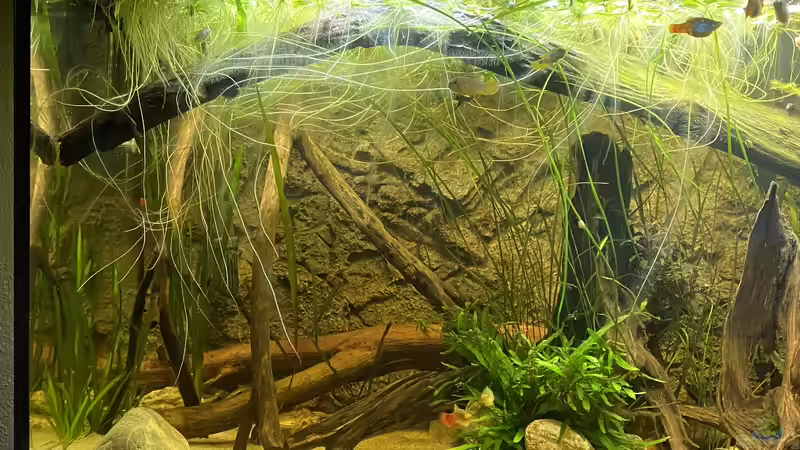 Aquarium Süd-/Mittelamerika Platy Aquarium von Oswald Salazar (15)