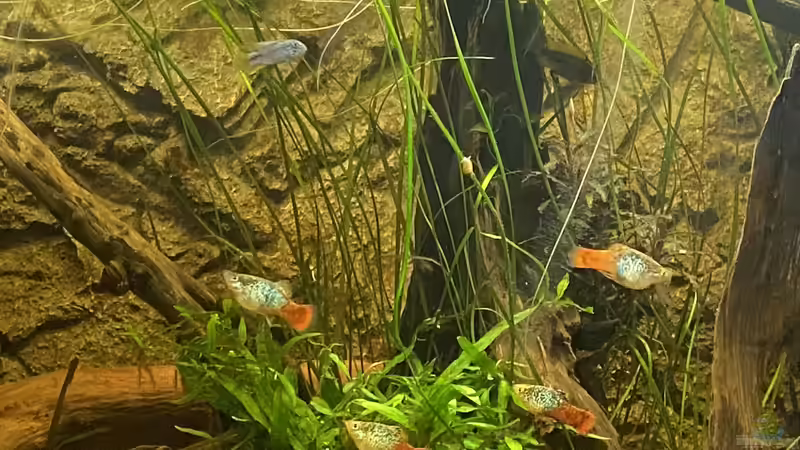 Aquarium Süd-/Mittelamerika Platy Aquarium von Oswald Salazar (16)