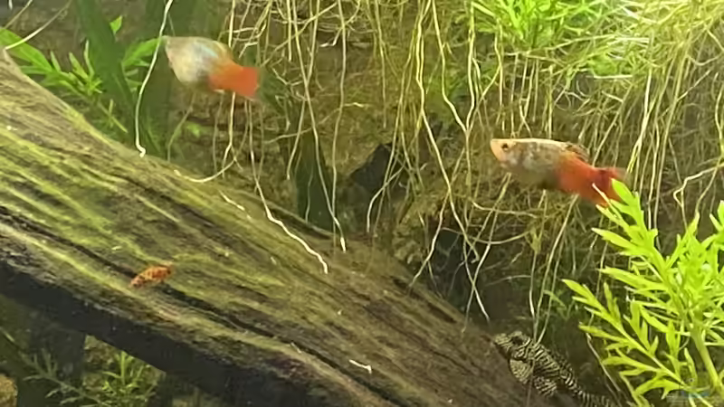 Aquarium Süd-/Mittelamerika Platy Aquarium von Oswald Salazar (19)