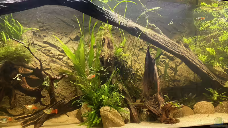 Aquarium Süd-/Mittelamerika Platy Aquarium von Oswald Salazar (2)
