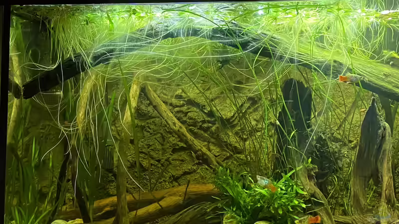 Aquarium Süd-/Mittelamerika Platy Aquarium von Oswald Salazar (20)