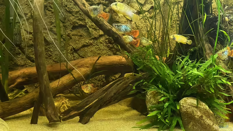 Aquarium Süd-/Mittelamerika Platy Aquarium von Oswald Salazar (21)