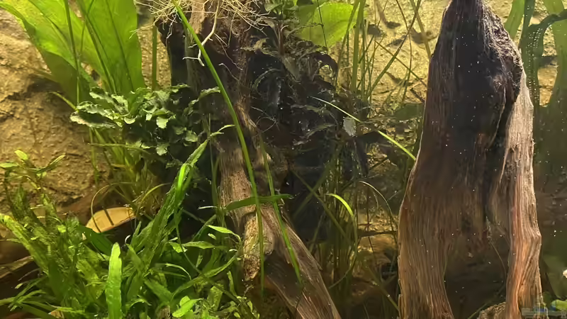 Aquarium Süd-/Mittelamerika Platy Aquarium von Oswald Salazar (4)