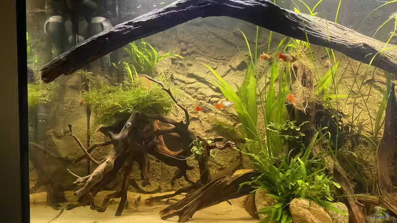 Aquarium Süd-/Mittelamerika Platy Aquarium von Oswald Salazar (5)
