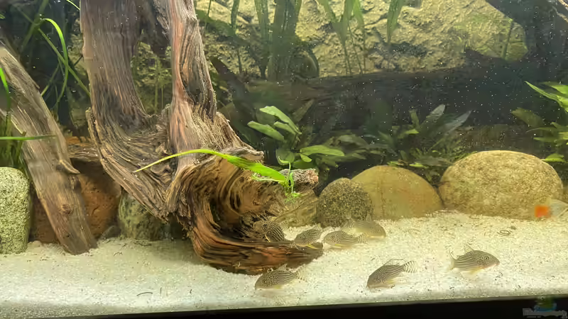 Aquarium Süd-/Mittelamerika Platy Aquarium von Oswald Salazar (6)