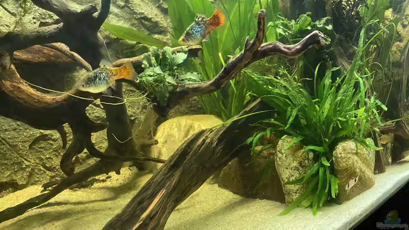 Aquarium Süd-/Mittelamerika Platy Aquarium von Oswald Salazar (7)