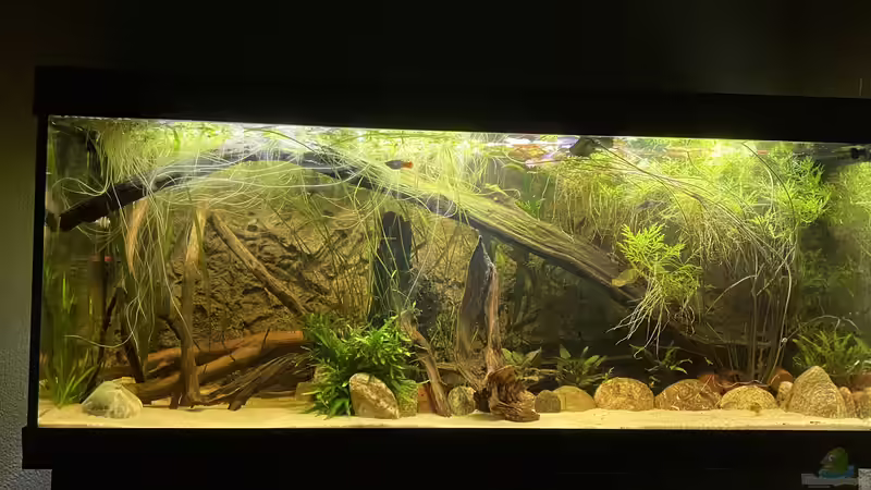 Aquarium Süd-/Mittelamerika Platy Aquarium von Oswald Salazar (8)