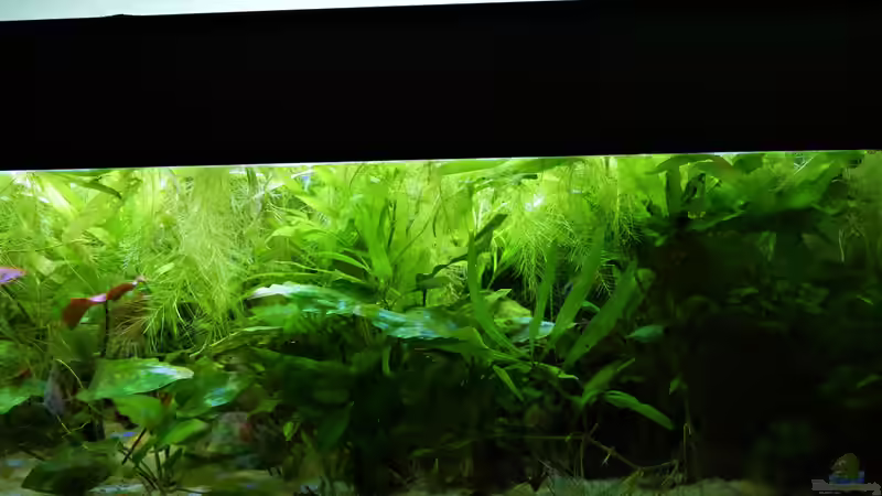 Aquarium Süd-Mittelamerikansiches Gesellschaftsbecken von Barschfan Aqualive (4)