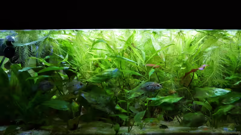 Aquarium Süd-Mittelamerikansiches Gesellschaftsbecken von Barschfan Aqualive (5)