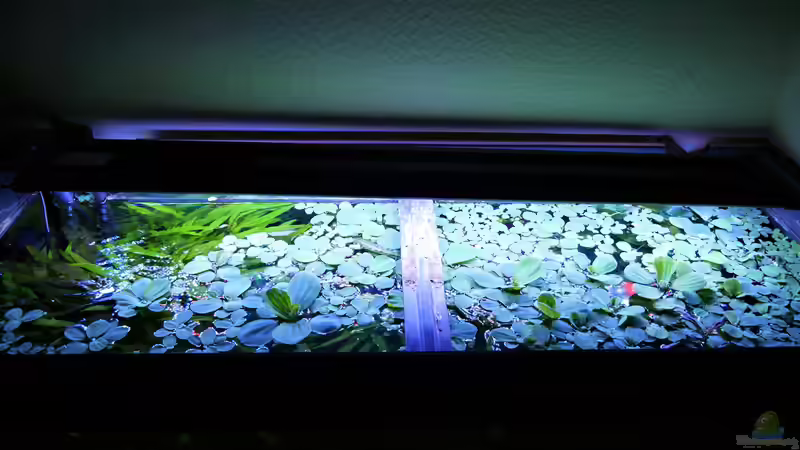 Aquarium Süd-Mittelamerikansiches Gesellschaftsbecken von Barschfan Aqualive (6)