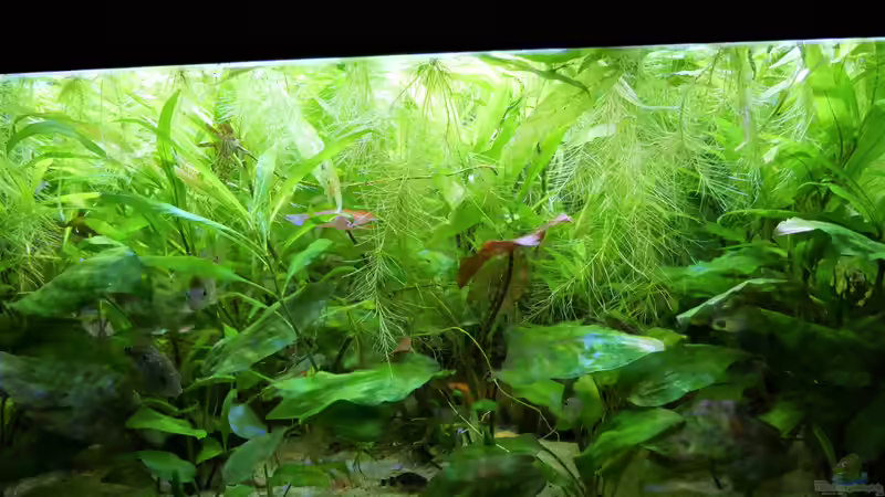 Aquarium Süd-Mittelamerikansiches Gesellschaftsbecken von Barschfan Aqualive (7)