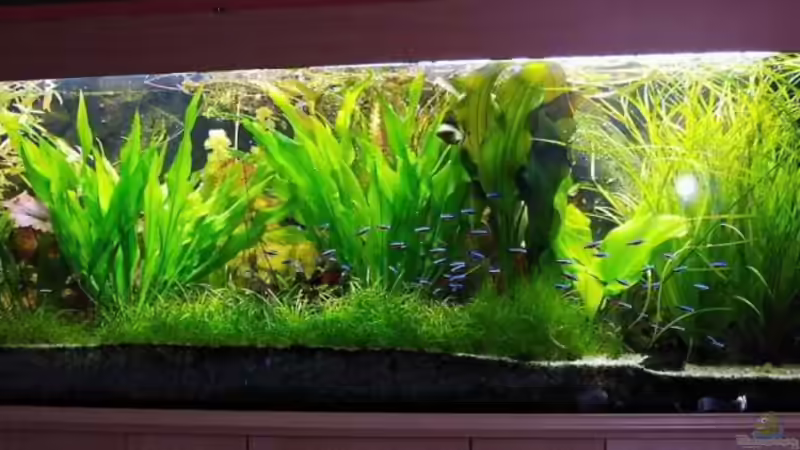 Aquarium Südamerika, Existiert nicht mehr, Beispiel von H.T. (6)