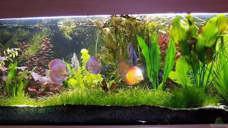 Aquarium Südamerika, Existiert nicht mehr, Beispiel von H.T. (7)