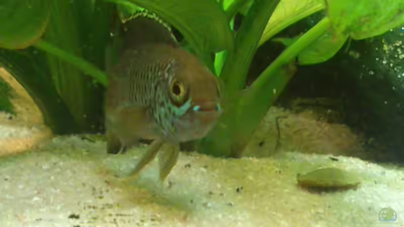 Aquarium Südamerika 180 von Nedde (2)