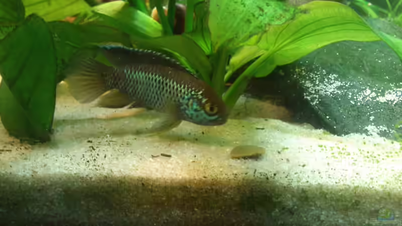 Aquarium Südamerika 180 von Nedde (3)