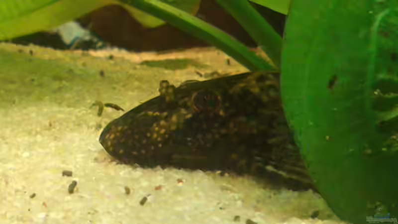 Aquarium Südamerika 180 von Nedde (4)