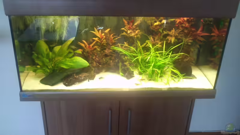 Aquarium Südamerika 180 von Nedde (6)