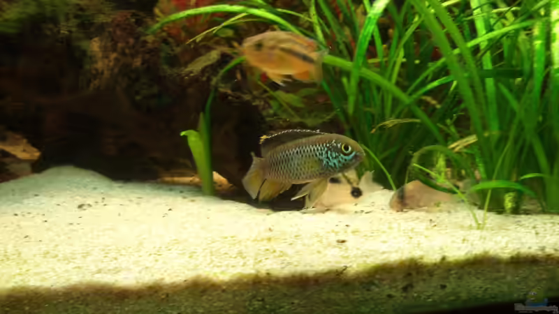 Aquarium Südamerika 180 von Nedde (7)