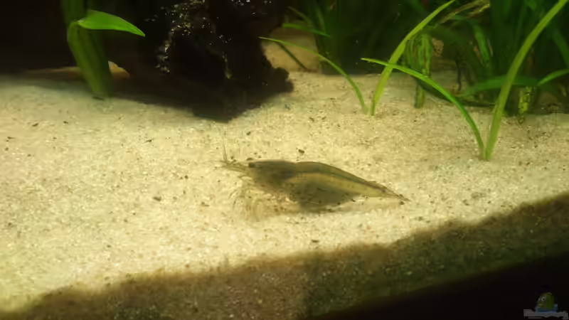 Aquarium Südamerika 180 von Nedde (8)