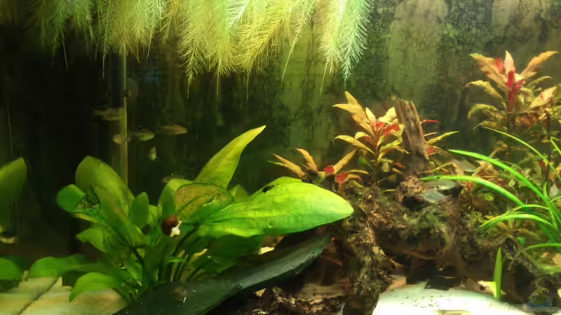 Aquarium Südamerika 180 von Nedde (9)