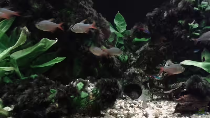 Aquarium Südamerika 2 von Eginger (10)