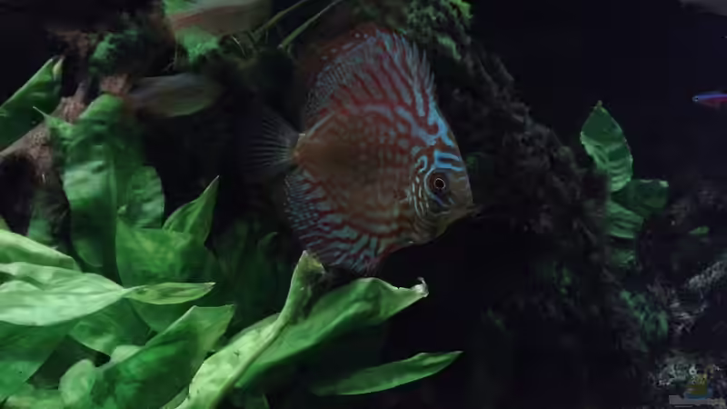 Aquarium Südamerika 2 von Eginger (11)