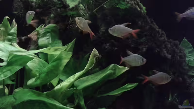 Aquarium Südamerika 2 von Eginger (12)