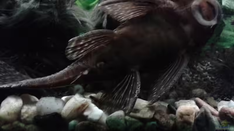 Aquarium Südamerika 2 von Eginger (13)